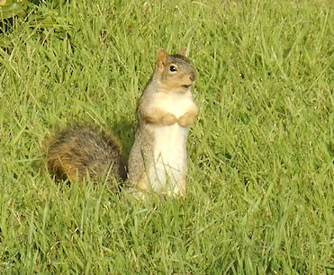 Cynthia Sue Larson's squirrel friend