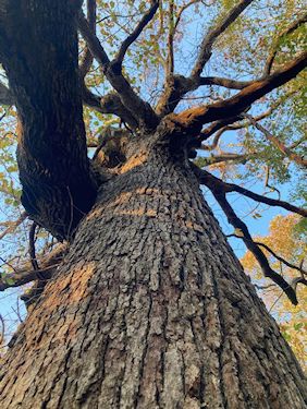 Grandmother Tree in Asheville