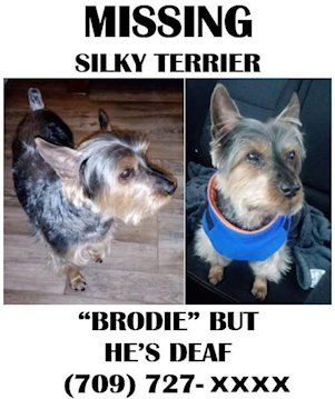 Brodie Missing